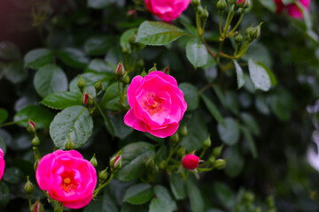 A beautiful rose bush in a public park in Japan