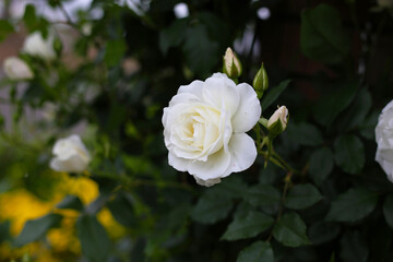 A beautiful rose bush in a public park in Japan