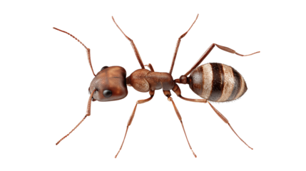 Free marco photo of ant transparent background