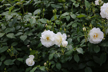 Beautiful roses in full bloom at the Japanese Rose Garden.
