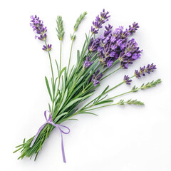 lavender isolated on white background