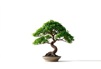 A stylized bonsai tree, minimalist design, isolated on white background, flat, sketch