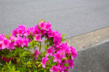 Pink and white azalea flowers blooming beautifully along a pedestrian sidewalk in Tokyo, Japan