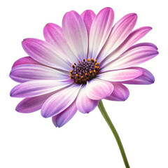 Fototapeta premium pink daisy isolated on white