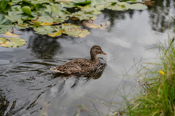 Female duck
