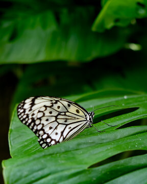 butterfly on green leaf