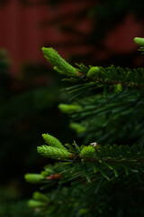 Pine branch with green background