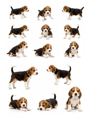 Beagle puppies standing in different poses isolated on white
