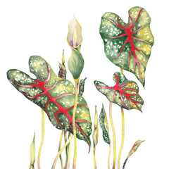 Tropical caladium plant. Watercolor exotic foliage, hand painted illustration.