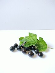 black currant with leaves