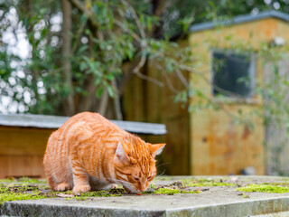 A ginger tabby cat. The cat is orange and has a striped pattern. The image has a calm and peaceful mood, as the pet is not in a hurry. Green trees and farm background. Living in rural country side.