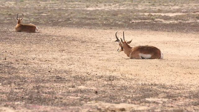 BERRENDO PENINSULAR RESERVA DE LA BIOSFERA DEL VIZCAINO