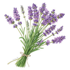 Naklejka premium lavender isolated on white background