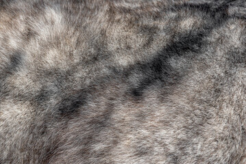 Close-up on a gray horse coat. Nice texture of roan