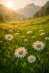 Alpine European Daisies in Bloom at Sunset