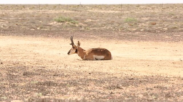 BERRENDO PENINSULAR RESERVA DE LA BIOSFERA DEL VIZCAINO