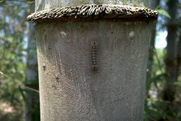A hairy caterpillar or Eupterote testacea crawling on a bamboo stem