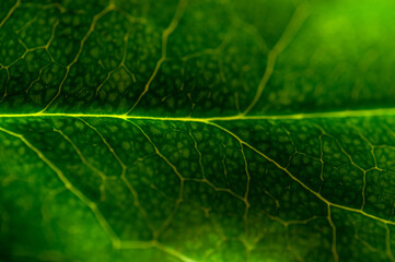 Close-up view of a vibrant green leaf highlighting intricate vein patterns and textures