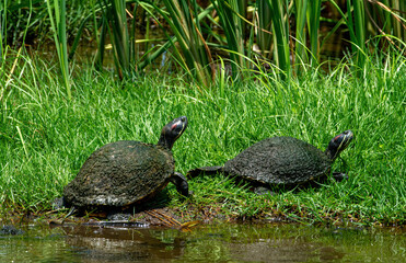 Yellow-bellied Slider