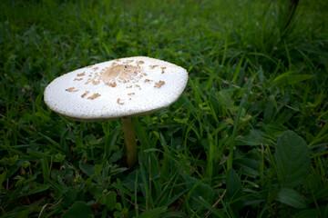 Parasol mushroom or Macrolepiota procera  in a meadow during the rainy season in Indonesia