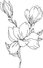 Obraz premium hand drawn vector lineart magnolia flower botanical illustration 