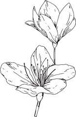 hand drawn vector lineart lily flower botanical illustration 