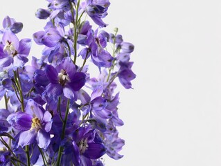 Blue and purple delphinium flower spike with tall stems on white background