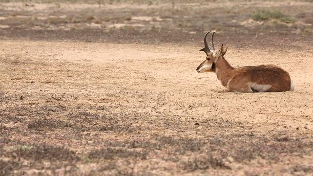 BERRENDO PENINSULAR RESERVA DE LA BIOSFERA DEL VIZCAINO