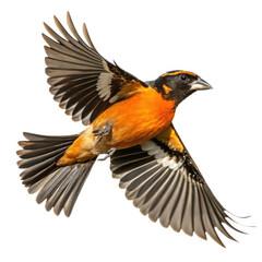 Obraz premium black winged blackbird isolated