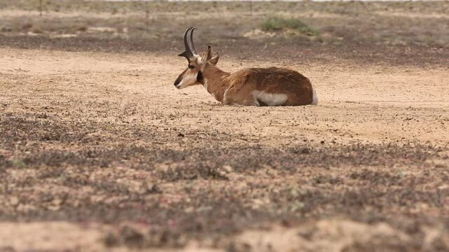 BERRENDO PENINSULAR RESERVA DE LA BIOSFERA DEL VIZCAINO