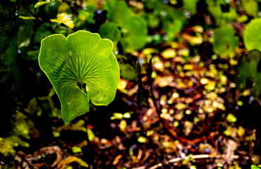 New zealand native bush forest wet rain jungle native endemic plants species ferns moss fiordland national park close up  © Antonina