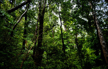 New zealand native bush forest wet rain jungle native endemic plants species ferns moss fiordland national park close up 