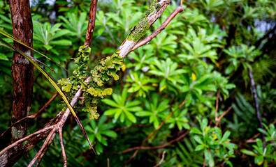 New zealand native bush forest wet rain jungle native endemic plants species ferns moss fiordland national park close up 