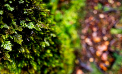 New zealand native bush forest wet rain jungle native endemic plants species ferns moss fiordland...