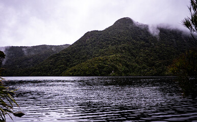 New zealand fiordland national park water lush forest bush hills fiords overcast grey day