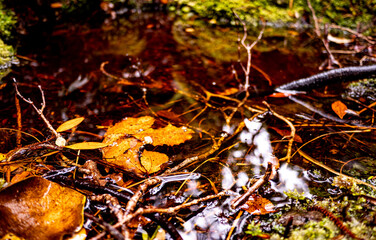 New zealand native bush forest wet rain jungle native endemic plants species ferns moss fiordland...