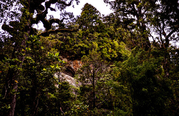 Fototapeta premium New zealand native bush forest wet rain jungle native endemic plants species ferns moss fiordland national park close up 