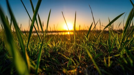 Close-up of grass blades at sunrise, with the sun glowing warmly on the horizon under a clear sky.