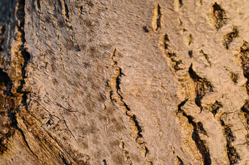 textured texture of old tree bark in sunlight, one ant