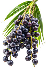 Clusters of ripe juçara berries with green leaves against a white background