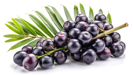 A Pile of Delicious Acai Berries with Green Fronds Against White Background