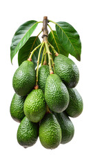 Freshly harvested avocados still attached to the branch with vibrant green leaves