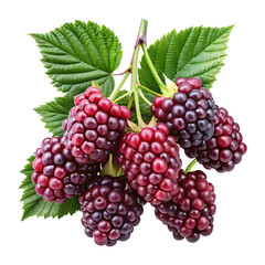 Fototapeta premium Cluster of Fresh Blackberries with Leaves Isolated on a White Background