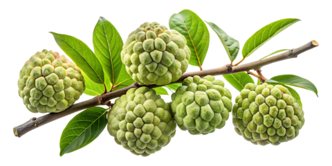 Custard apples hanging from a tree branch with green leaves on white background