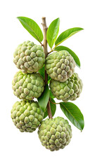 Obraz premium Beautiful custard apple growing on a tree branch with lush green leaves
