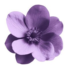 Obraz premium PNG Purple flower petals botanical geranium.