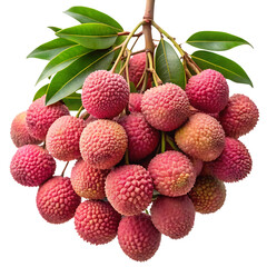 Abundance of Fresh Lychee Fruit Hanging from a Branch with Leaves