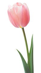 Obraz premium PNG Pink tulip flower blossom elegant.