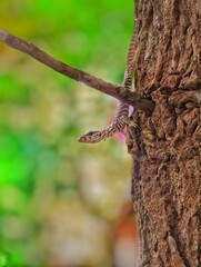 red billed hummingbird
