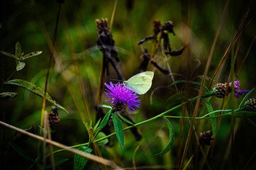 motyl © Jakub